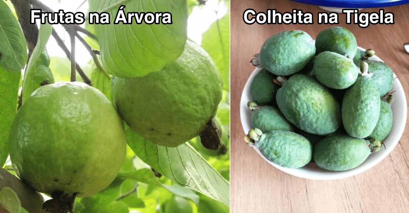 Como Aproveitar a Goiaba Diariamente para Apoiar Naturalmente a Saúde dos Seus Olhos: Dicas e Receitas Simples