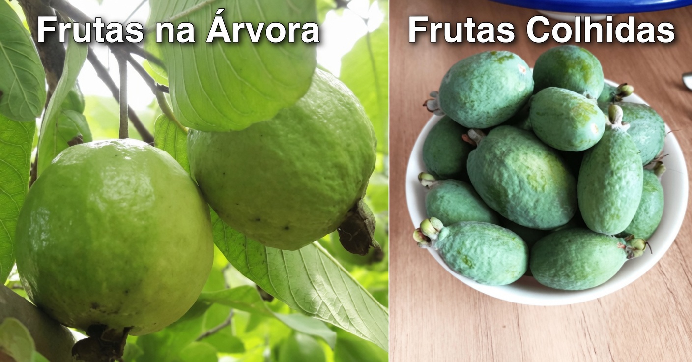 Como Aproveitar a Goiaba Diariamente para Apoiar Naturalmente a Saúde dos Seus Olhos: Dicas e Receitas Simples