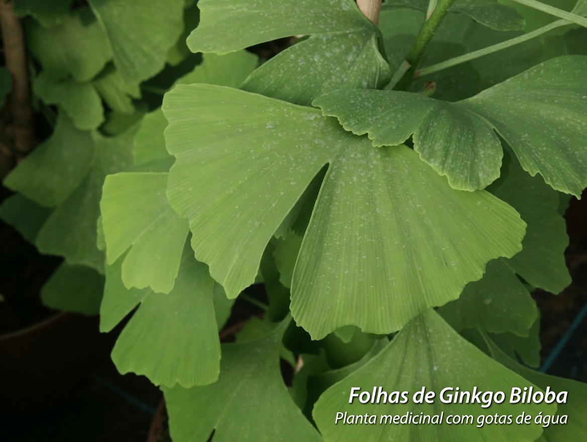 Descobrindo as 10 Principais Ervas Naturais para Apoiar o Fluxo Sanguíneo e a Circulação Ideais nas Suas Pernas