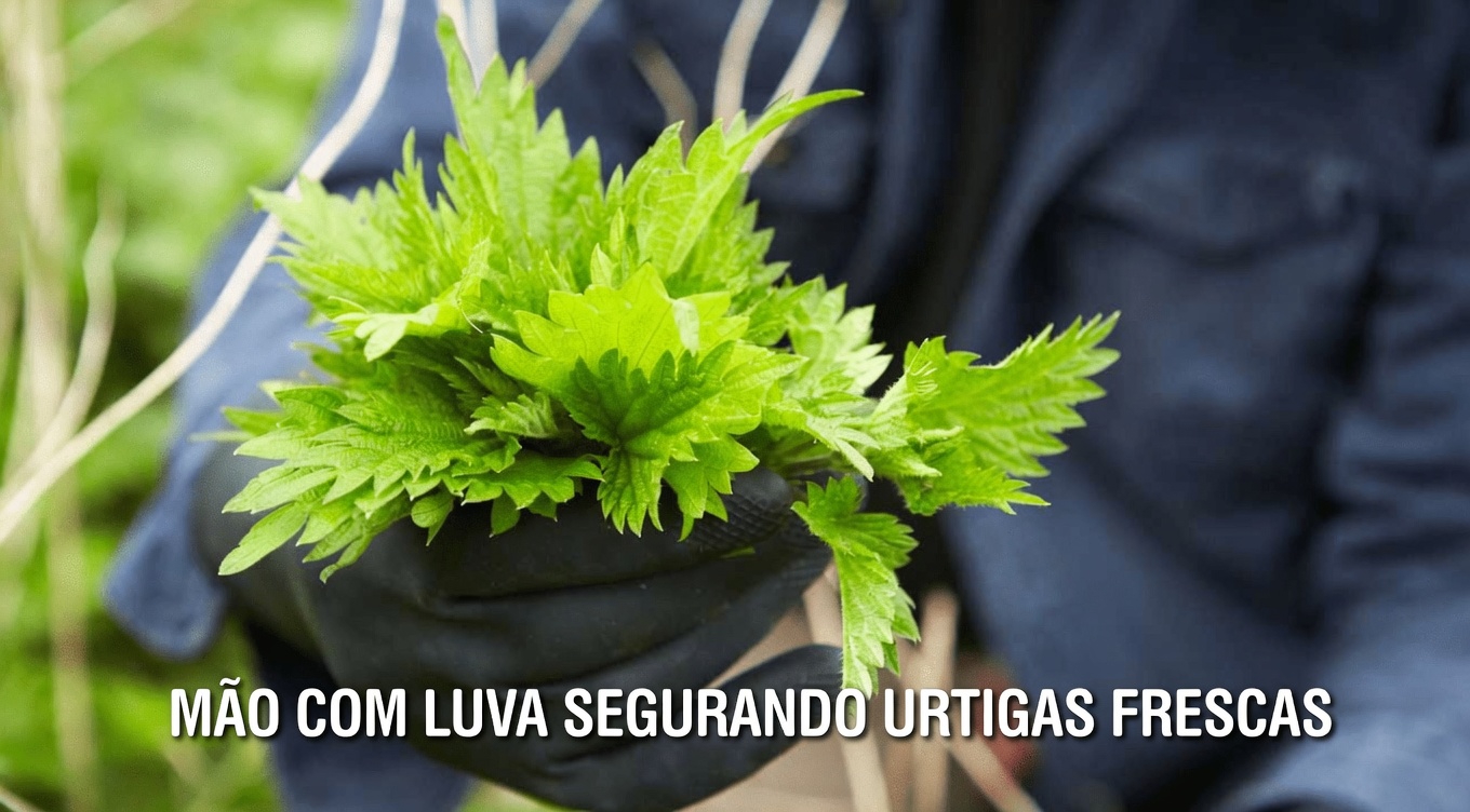 Descubra 5 Ervas Naturais que Podem Ajudar a Apoiar o Fluxo Sanguíneo Saudável e a Circulação nas Suas Pernas