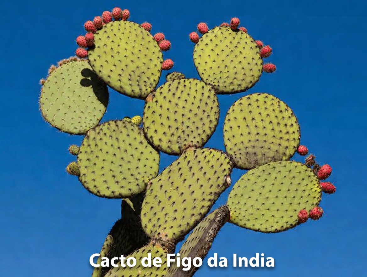 Explorando o Cacto Nopal: Descubra Seus Benefícios Nutricionais, Usos Tradicionais e Formas Simples de Aproveitá-lo