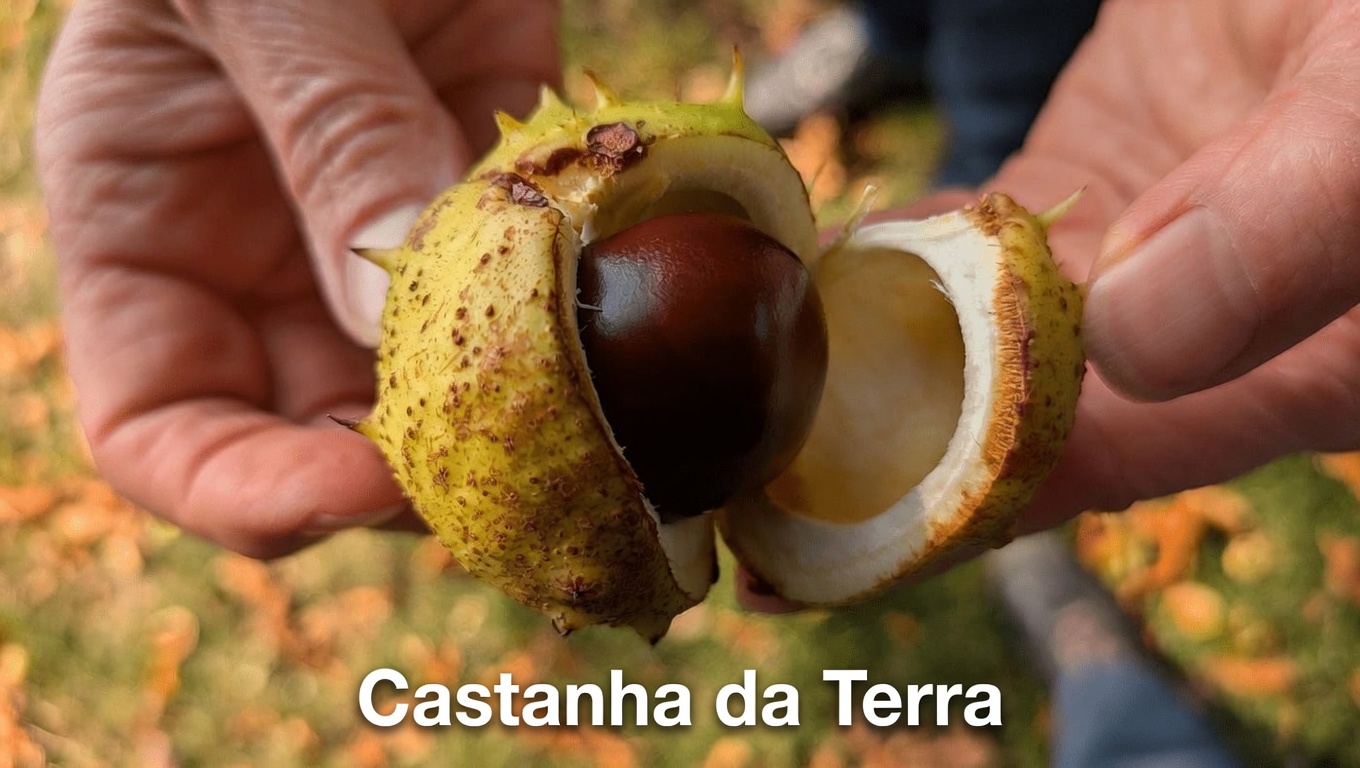 As 5 Ervas Mais Populares para a Circulação nas Pernas (e o que Você Deve Saber Primeiro)