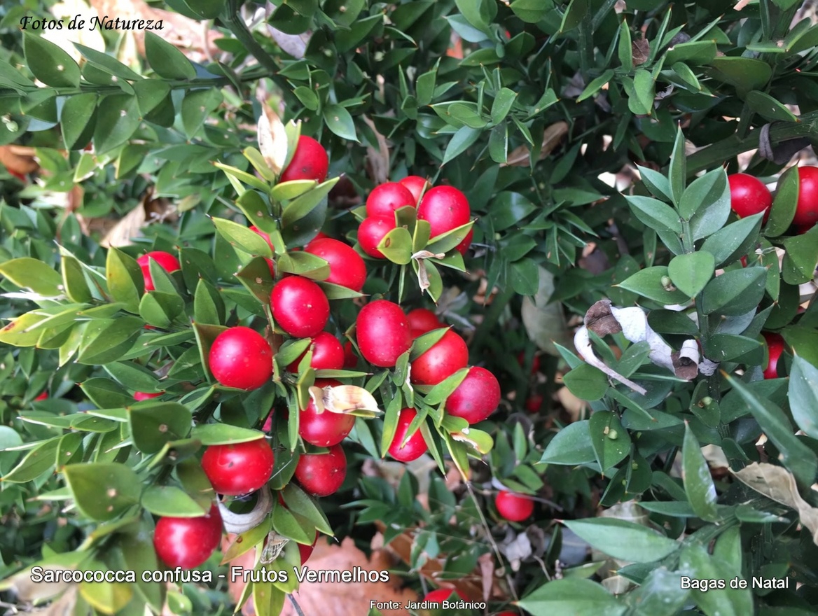 As 5 Ervas Mais Populares para a Circulação nas Pernas (e o que Você Deve Saber Primeiro)