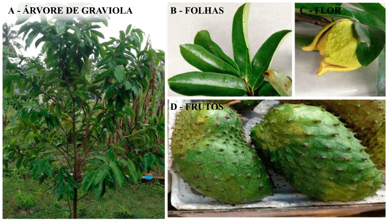 Pare de Depender Apenas de Comprimidos: Descubra a Folha Natural que Pode Aumentar Sua Energia, Ajudar na Digestão e Promover o Relaxamento