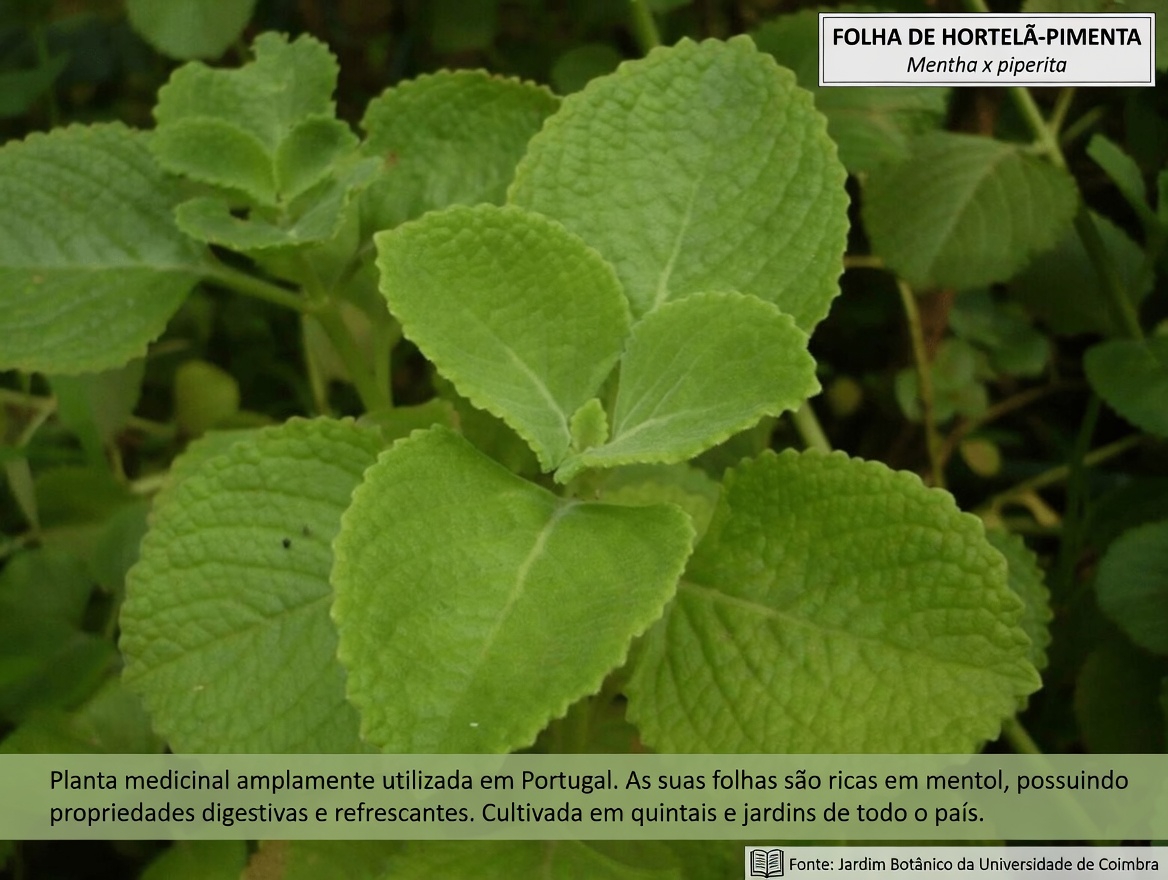 O poder do Orégano Orejón: uma erva tradicional que pode ajudar na saúde dos rins, da visão e no bem-estar geral