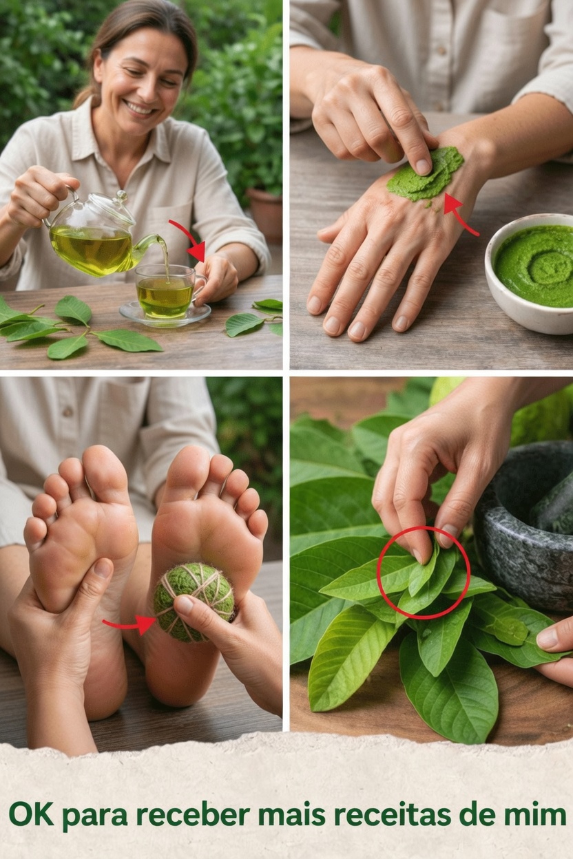 Descubra como as folhas de goiaba podem ajudar no conforto das articulações, na saúde óssea e a reduzir naturalmente o inchaço nas pernas