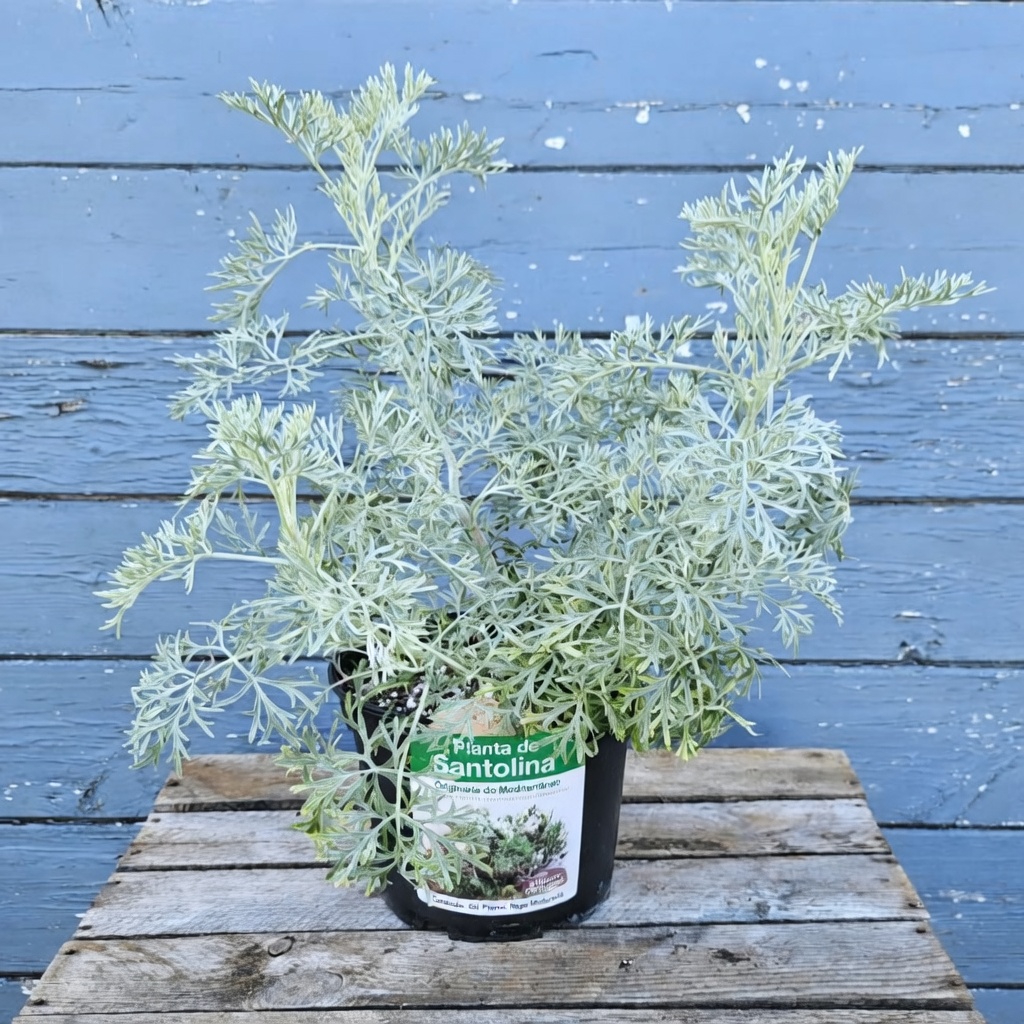 Explorando a Artemísia: Como Esta Erva Atemporal é Tradicionalmente Usada para o Conforto das Articulações, a Resistência a Infecções e o Bem-Estar Diário