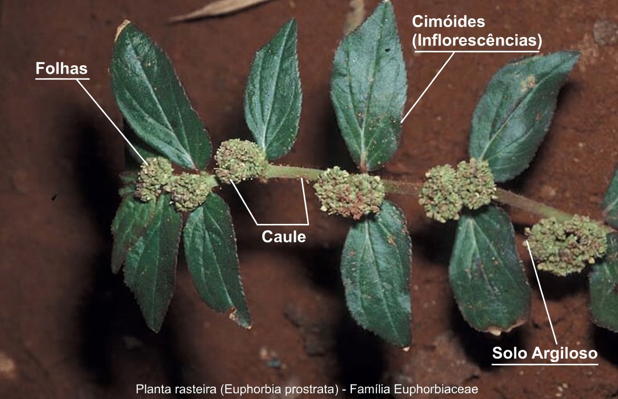 Explorando a Euphorbia hirta para a saúde ocular: o que os usos tradicionais, as descobertas laboratoriais e as dicas de segurança indispensáveis revelam