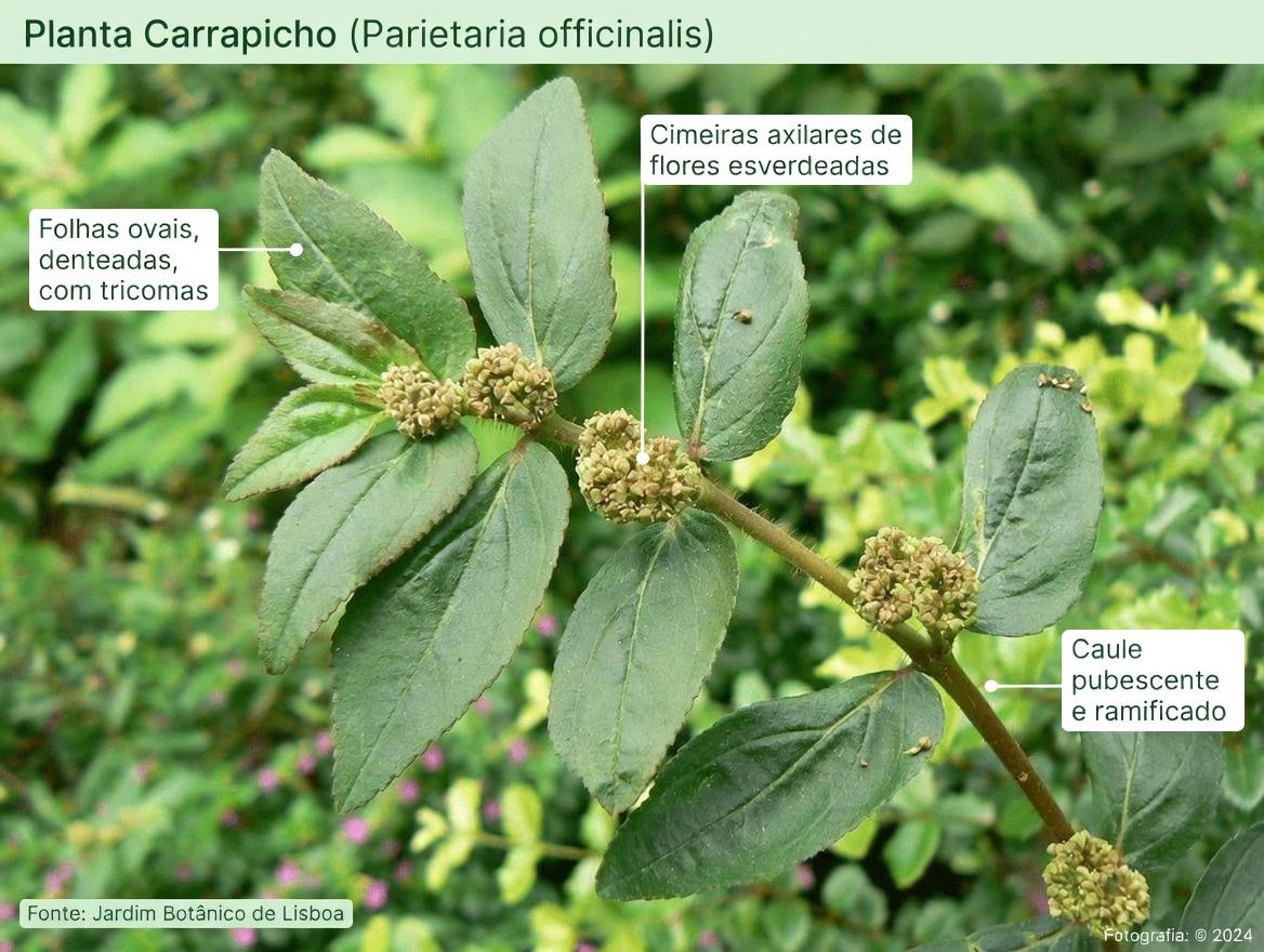 Explorando a Euphorbia hirta para a saúde ocular: o que os usos tradicionais, as descobertas laboratoriais e as dicas de segurança indispensáveis revelam