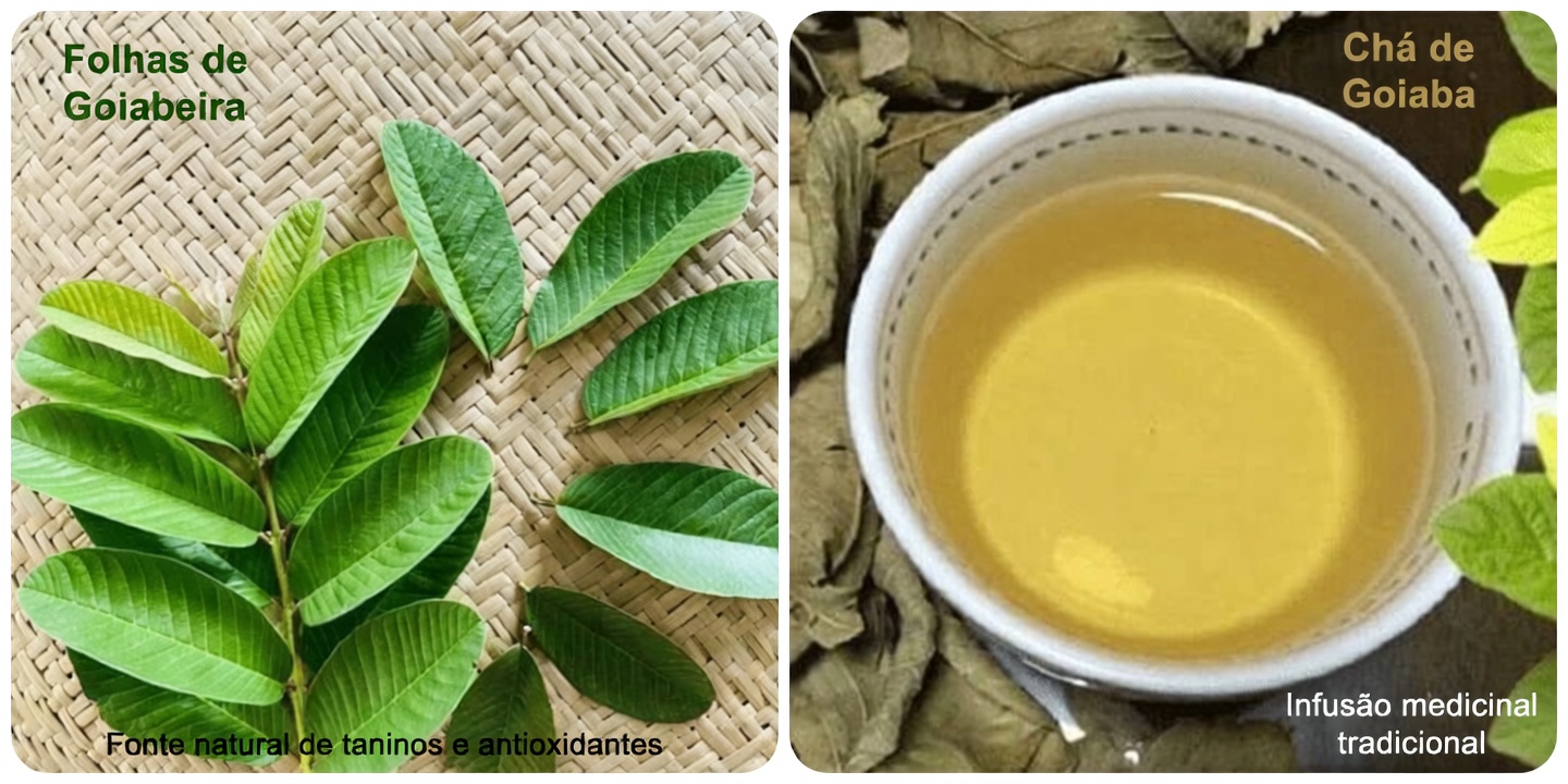 Chá de Folha de Goiaba: Explorando Usos Tradicionais e o que a Pesquisa Diz sobre Seu Potencial para o Bem-Estar