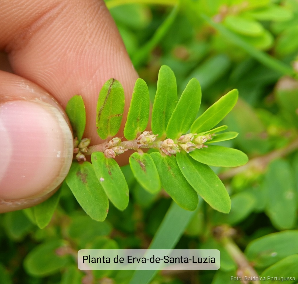 Descubra Como a Euphorbia Thymifolia Tem Sido Usada em Práticas Tradicionais: Um Guia Completo sobre Esta Erva Negligenciada