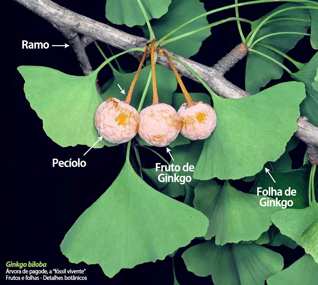 Descubra as Principais Ervas Naturais para Promover uma Circulação Sanguínea Saudável e Potencialmente Prevenir Coágulos nas Pernas