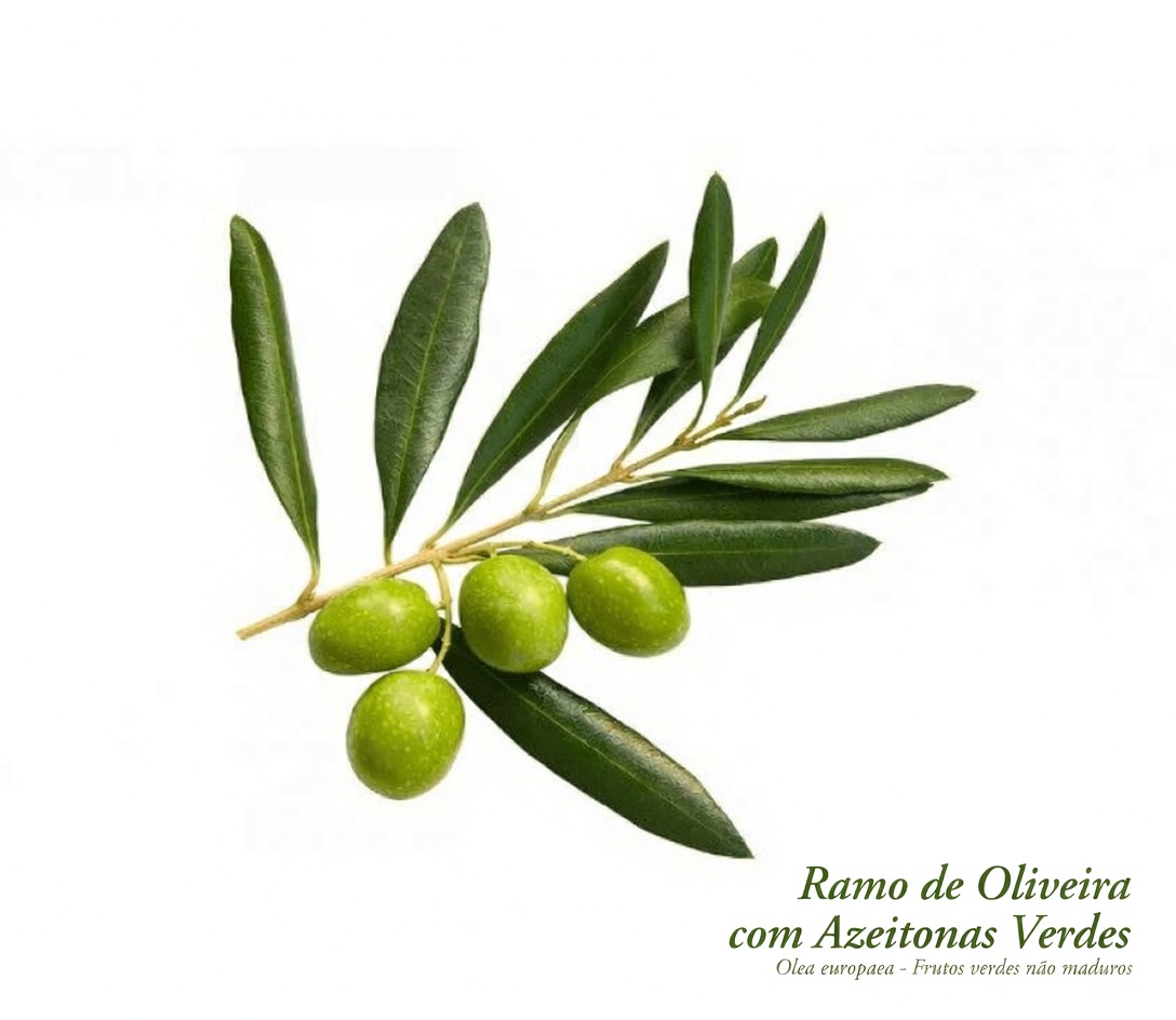 Desvendando os Potenciais Benefícios do Folha de Oliveira para a Saúde: Dicas para Incorporar Esta Erva Antiga à Sua Rotina Diária