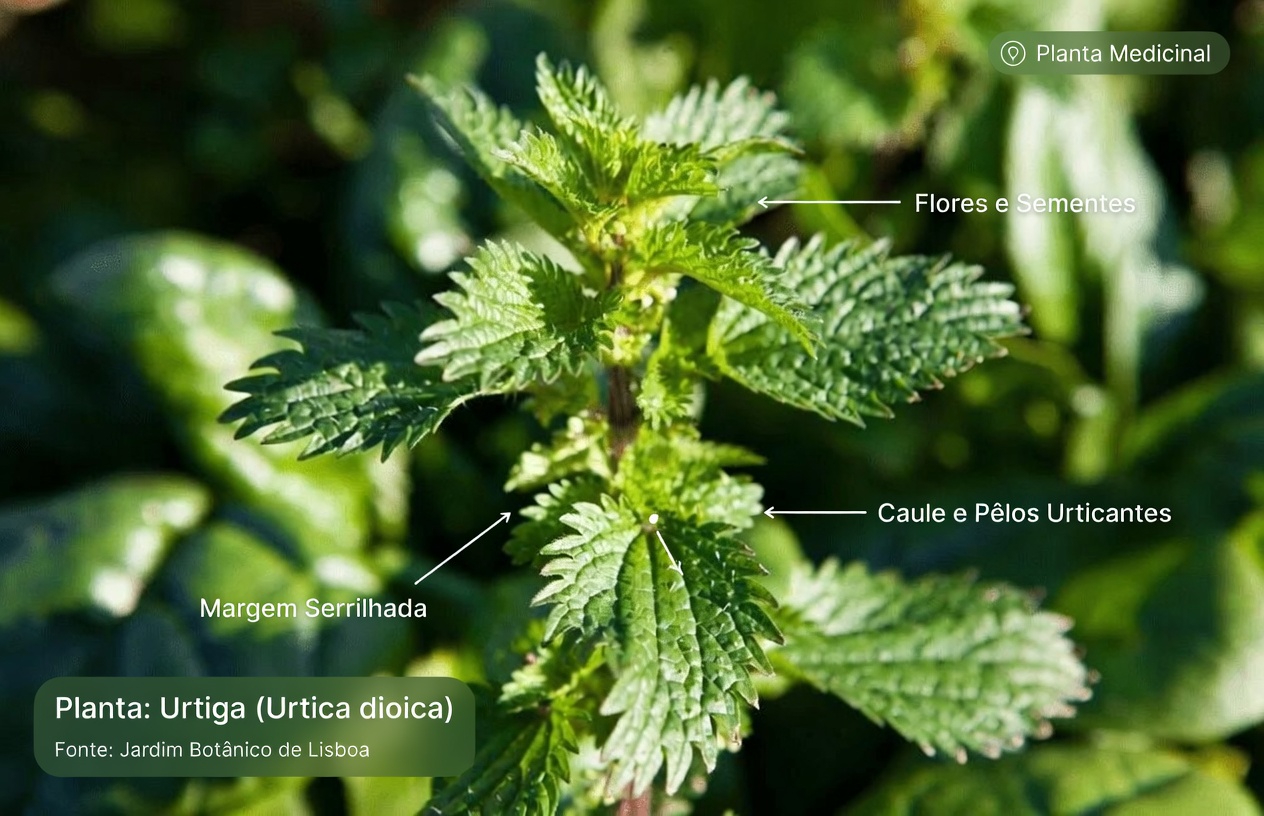 Como incorporar a urtiga na sua rotina para apoiar a saúde da próstata com receitas e dicas