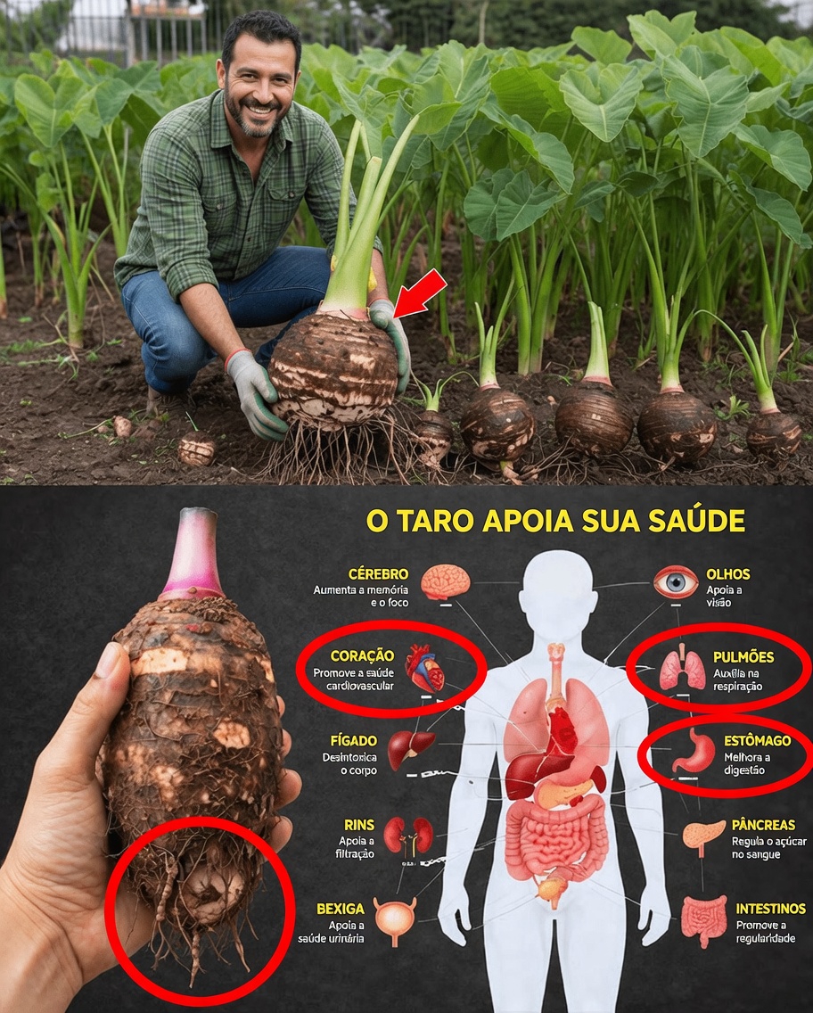 Taro: o superalimento subestimado que pode transformar sua energia, digestão e bem-estar geral