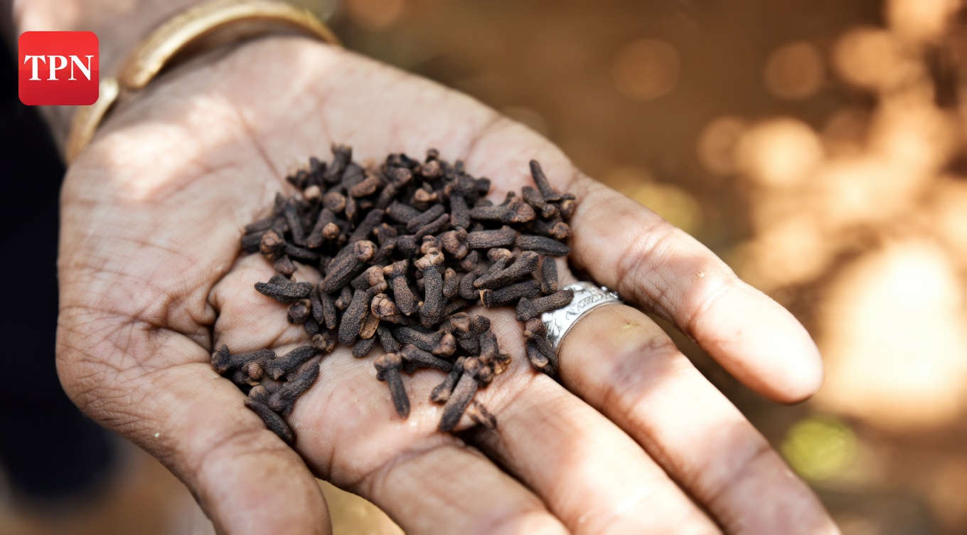 A Verdade Sobre Mastigar Cravo-da-Índia: 8 Erros Comuns Que Podem Prejudicar Sua Saúde