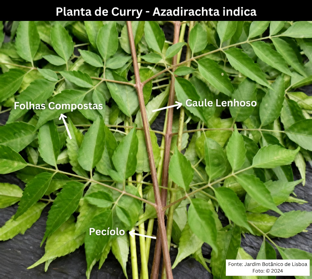 Folhas de Neem para uma Saúde Melhor: Benefícios, Usos Práticos e Formas Seguras de Incorporá-las Naturalmente