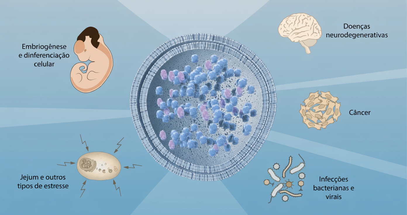 Médicos japoneses que viveram mais de 100 anos acabaram de revelar: faça esta única coisa simples com suas refeições e suas células permanecerão jovens para sempre