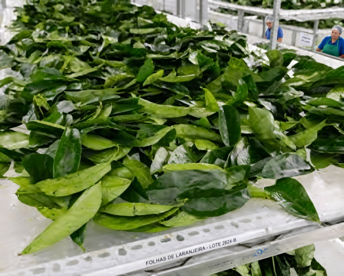 A Folha de Que Todos Estão Falando: Explorando as Folhas Milagrosas e Seu Potencial Papel no Bem-Estar