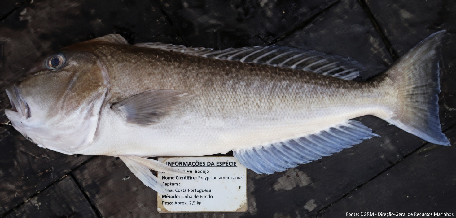 Mais de 60? 4 PIORES peixes que você NUNCA deve tocar e 4 que você DEVE comer | Saúde do Idoso