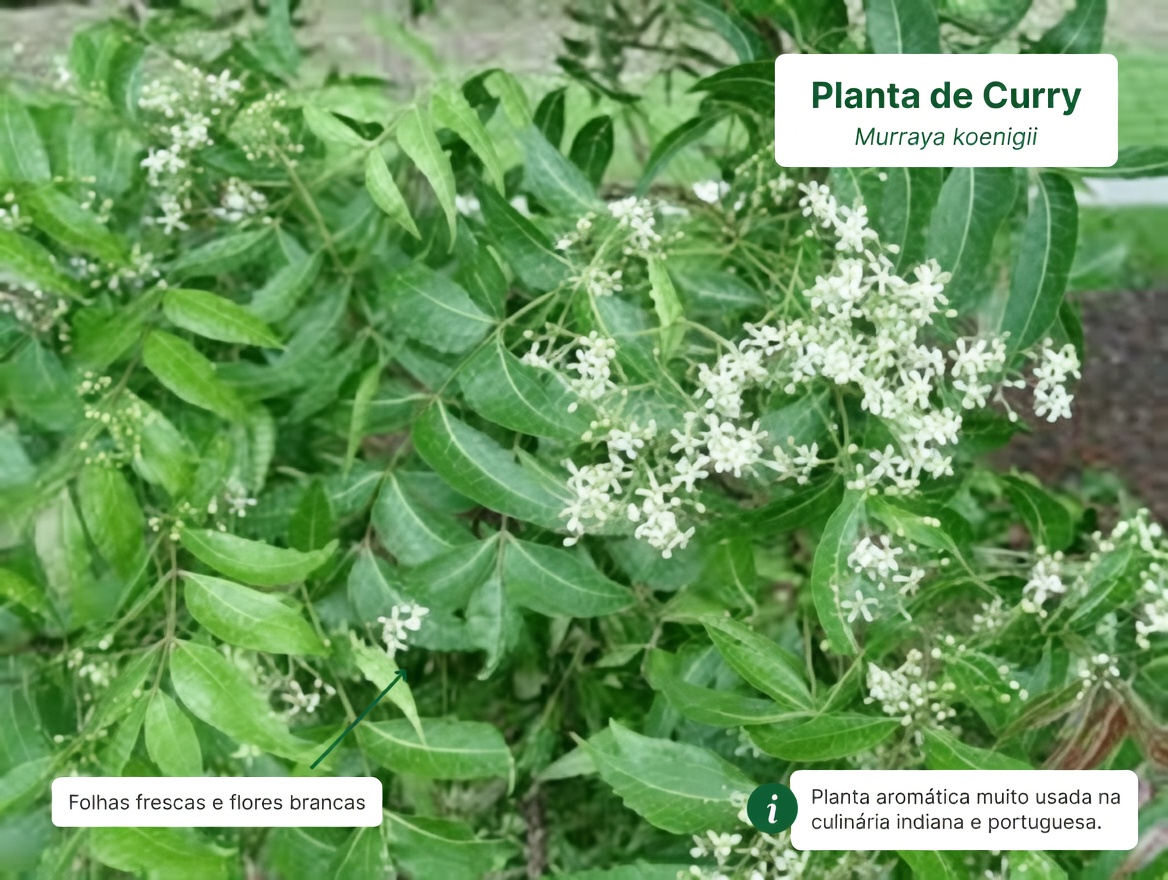 A única folha amarga que está discretamente tornando as caixas de comprimidos obsoletas para idosos acima de 60 anos