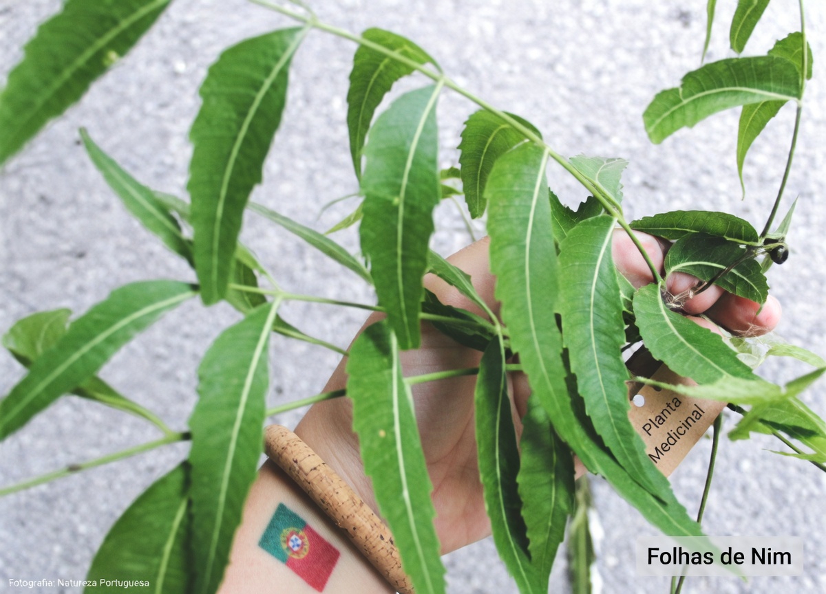 A única folha amarga que está discretamente tornando as caixas de comprimidos obsoletas para idosos acima de 60 anos