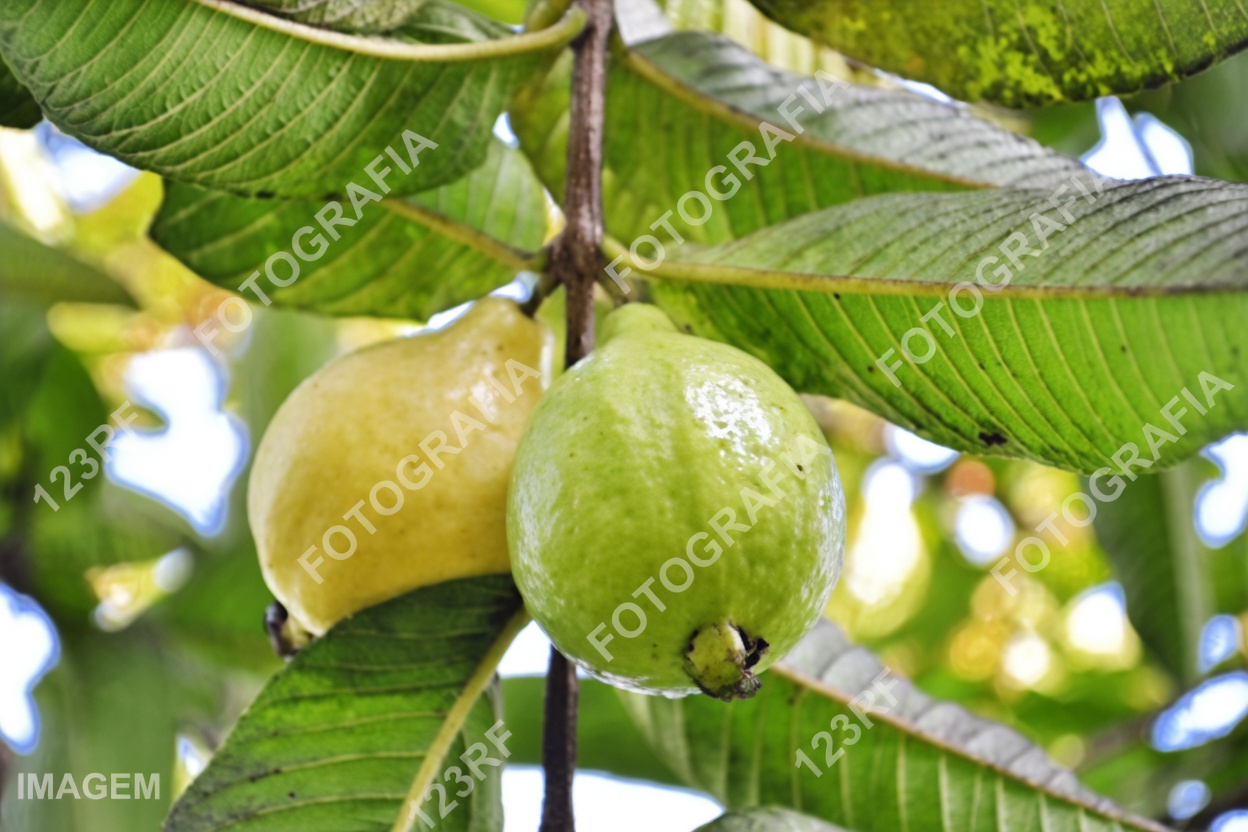 Descubra o potencial da goiaba para a saúde ocular: maneiras naturais de apoiar sua visão