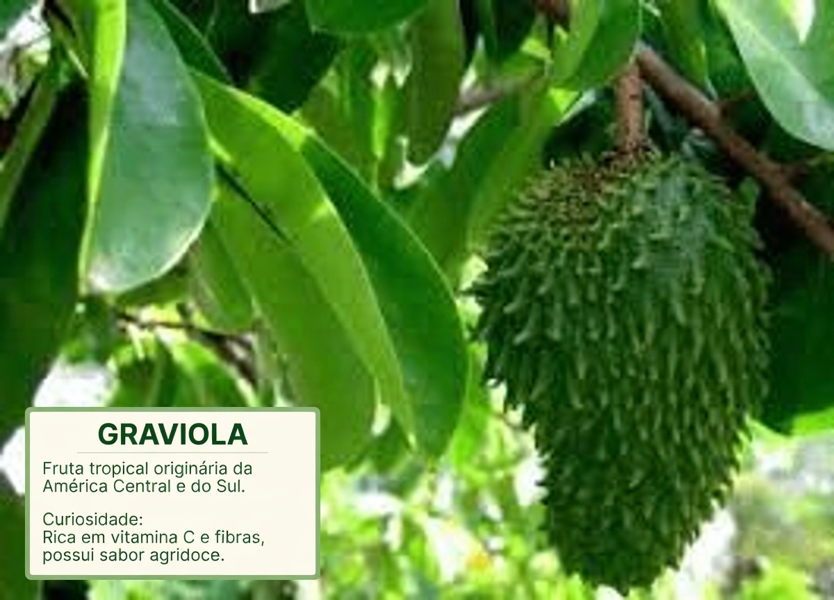 A folha de que todos estão falando: explorando as folhas de graviola e seu potencial papel no bem-estar