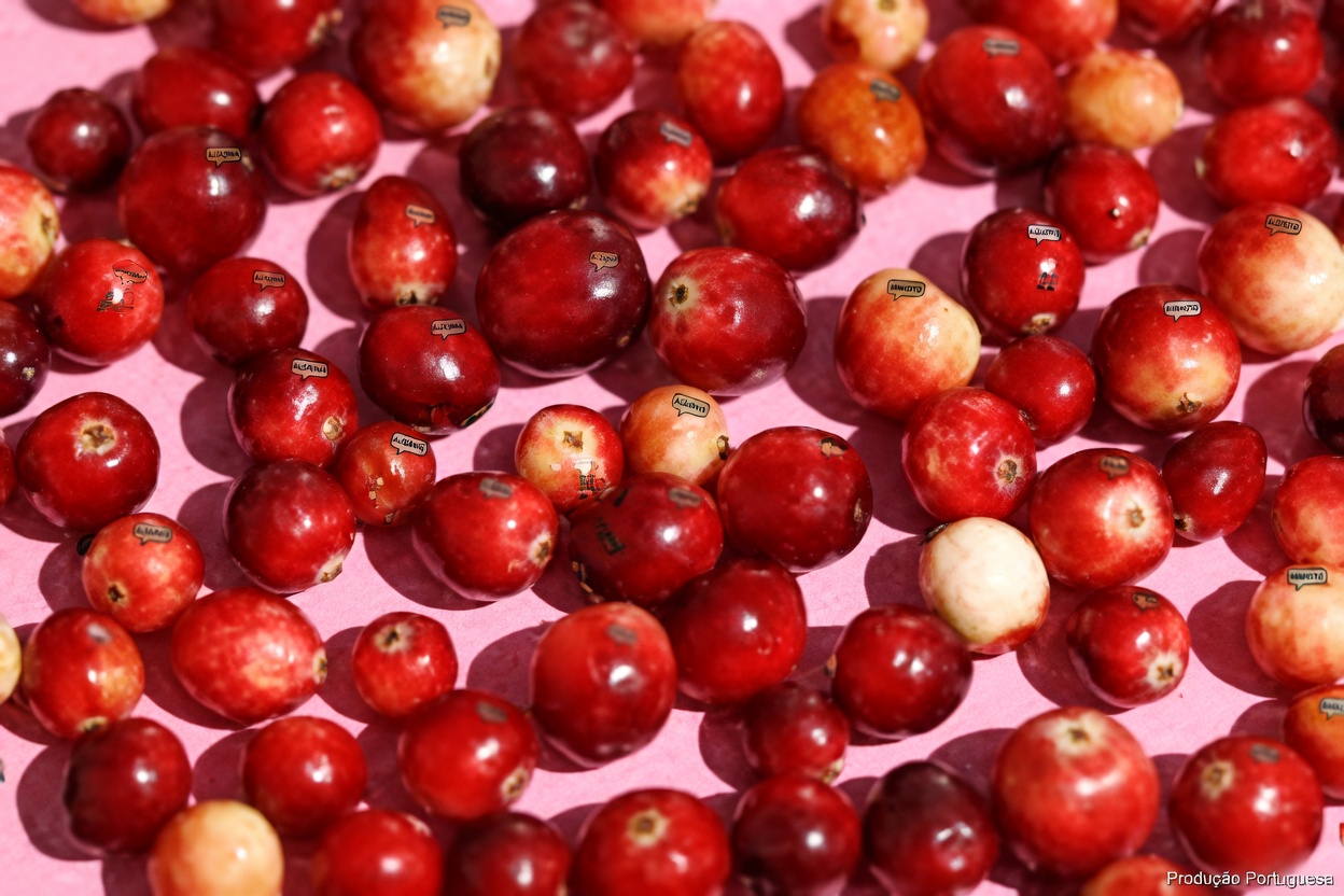 Creatinina Alta? Aqui Estão 4 Frutas Que Você Deve Comer à Noite para Eliminar Toxinas Naturalmente