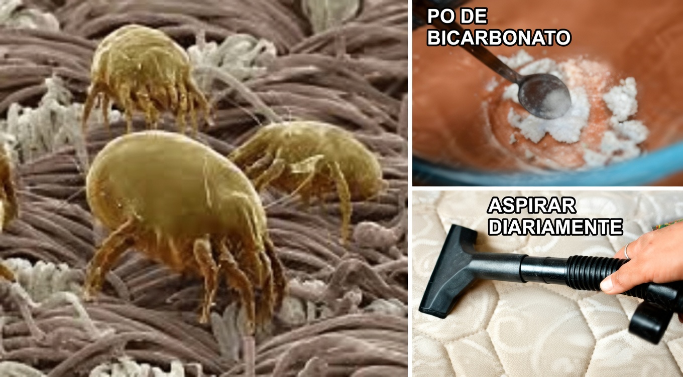 Como Se Livrar dos Ácaros de Poeira na Sua Cama