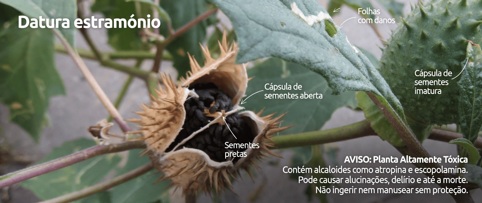 O gênero Datura: 12 razões arrepiantes pelas quais esta “trombeta-de-anjo” está a um toque do desastre
