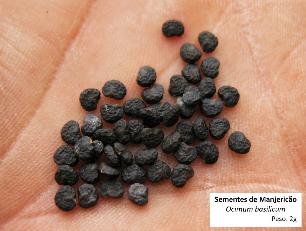 O gênero Datura: 12 razões arrepiantes pelas quais esta “trombeta-de-anjo” está a um toque do desastre