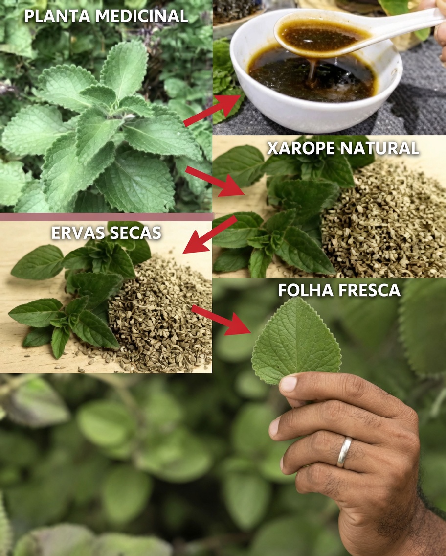 Descubra 10 Maneiras Simples na Cozinha em que o Orégano para os Olhos Pode Ajudar a Apoiar Naturalmente a Saúde da Sua Visão