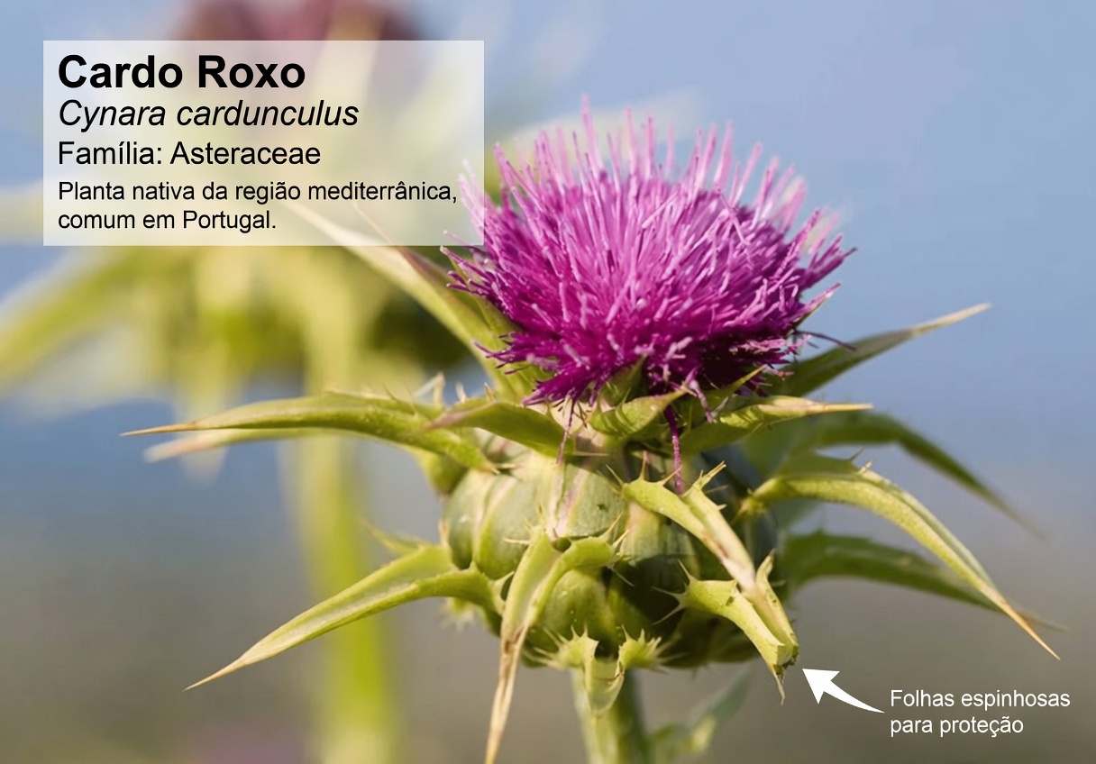 Por que a raiz de cardo-mariano merece um lugar na sua rotina: o segredo para a saúde do fígado comprovado cientificamente