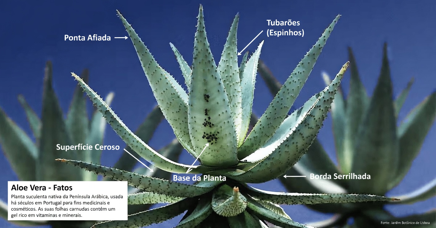 Para Que Serve a Babosa? Descubra Maneiras Seguras e Cotidianas de se Beneficiar Desta Planta Popular