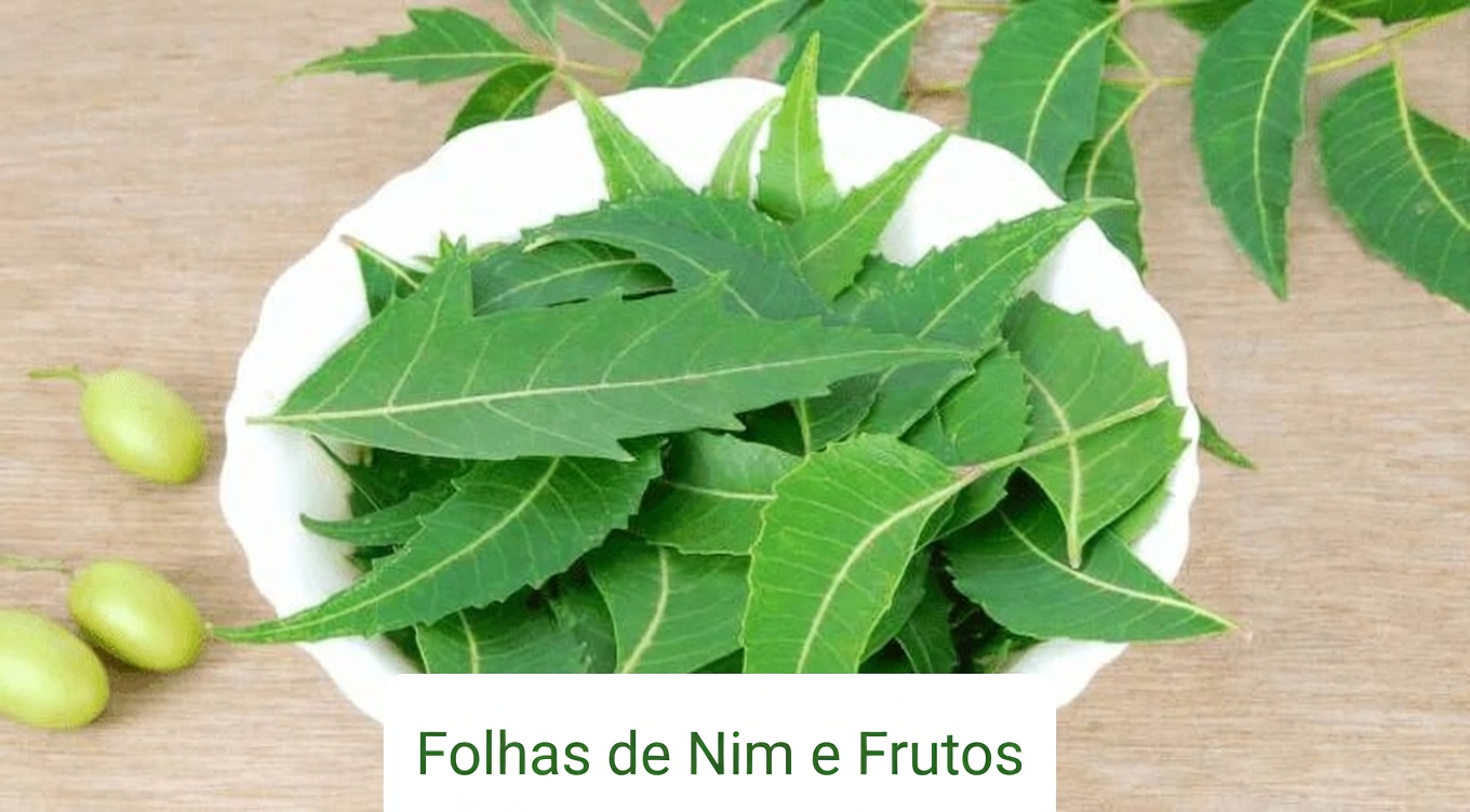 Explorando os potenciais benefícios das folhas de neem para apoiar níveis saudáveis de açúcar no sangue, pressão arterial e mais