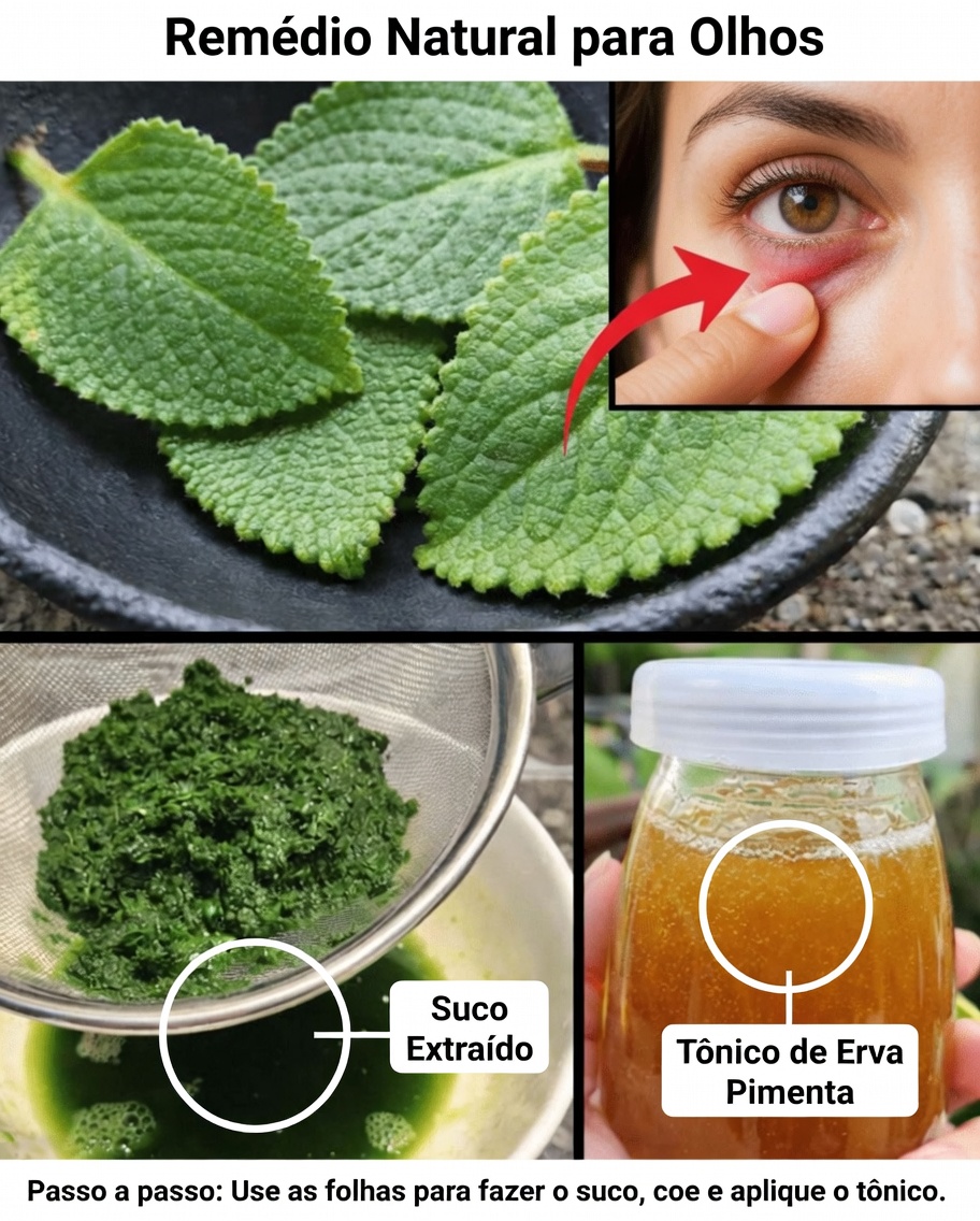 Explorando os Usos Tradicionais do Orégano-Cubano: Um Guia para Apoiar Naturalmente a Saúde dos Olhos