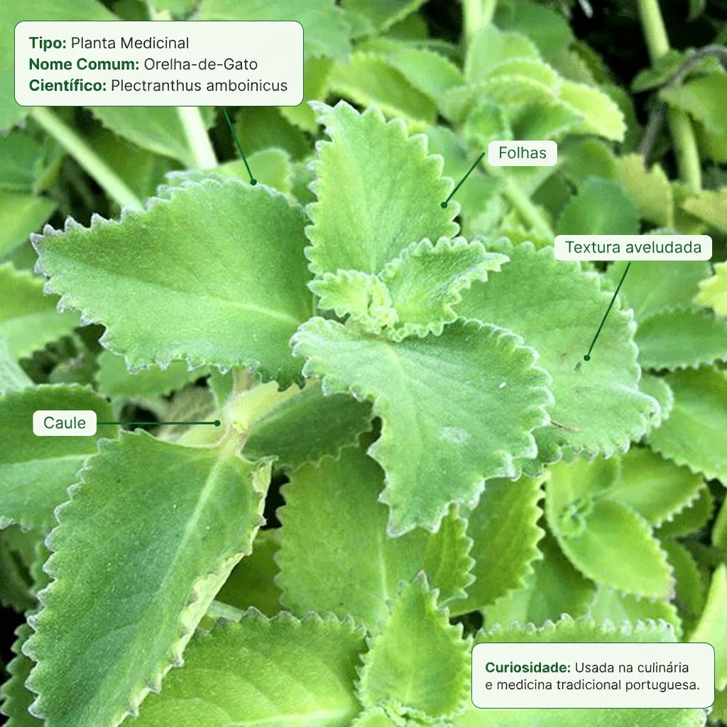 Explorando os Usos Tradicionais do Orégano-Cubano: Um Guia para Apoiar Naturalmente a Saúde dos Olhos