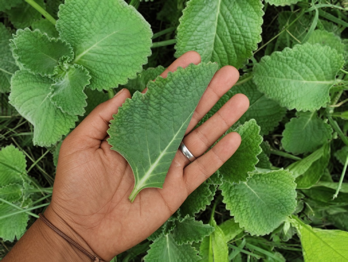 Explorando os Usos Tradicionais do Orégano-Cubano: Um Guia para Apoiar Naturalmente a Saúde dos Olhos