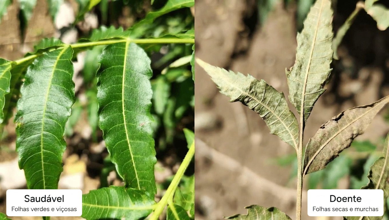Descubra como as folhas de nim podem ajudar no controle da glicemia, da pressão arterial, da dor, do colesterol e da circulação