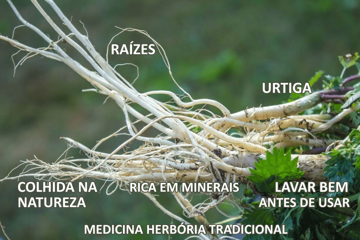 Raiz de Urtiga: Quando Tomá-la e Como Usá-la com Segurança para o Conforto Urinário Masculino