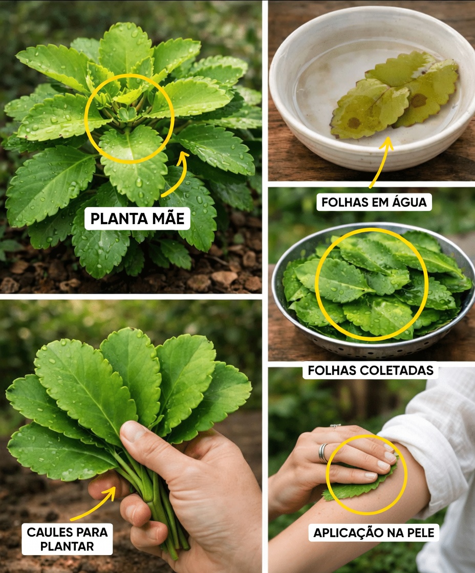 Folha-da-Vida – A planta curativa que cresce no seu quintal e que a indústria farmacêutica reza para você nunca perceber