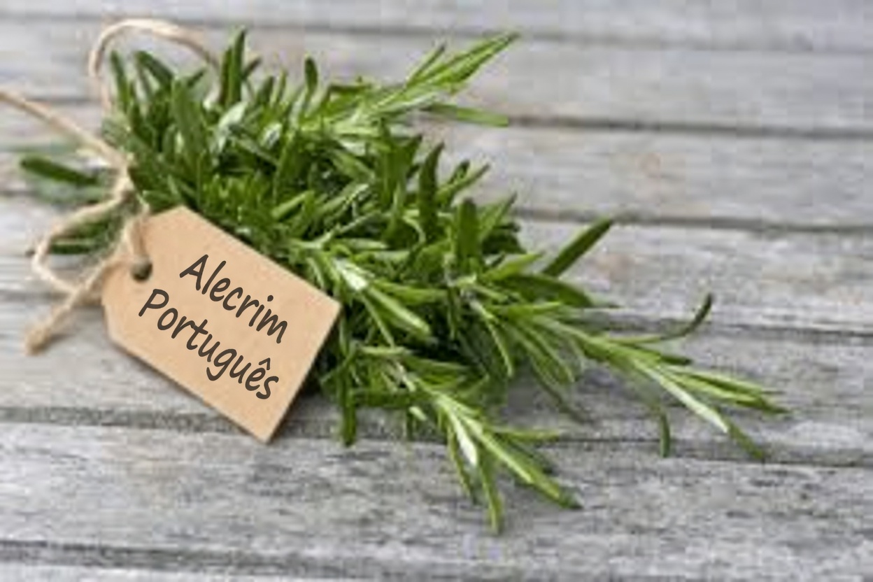 Descubra 6 Poderosas Ervas Que Podem Ajudar a Melhorar Sua Saúde Naturalmente Com Dicas Fáceis para o Dia a Dia