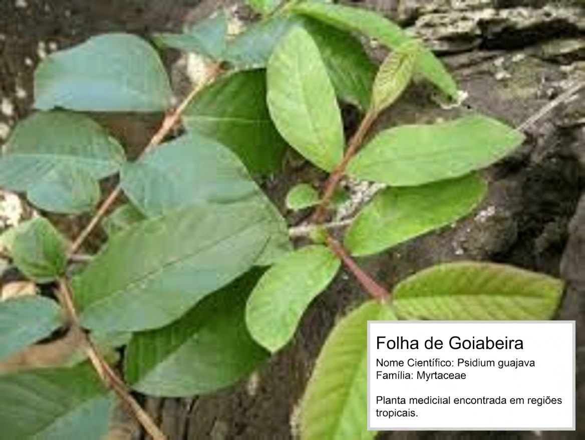 As 4 Poderosas Folhas que Podem Ajudar na Diabetes, Prevenção do Câncer, Fígado Gorduroso, Má Circulação e Hipertensão