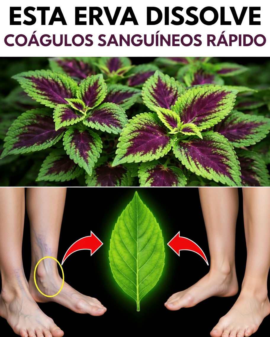 Descubra as 6 Poderosas Ervas que Podem Ajudar a Favorecer Naturalmente a Circulação Saudável e o Conforto nas Pernas Após os 45