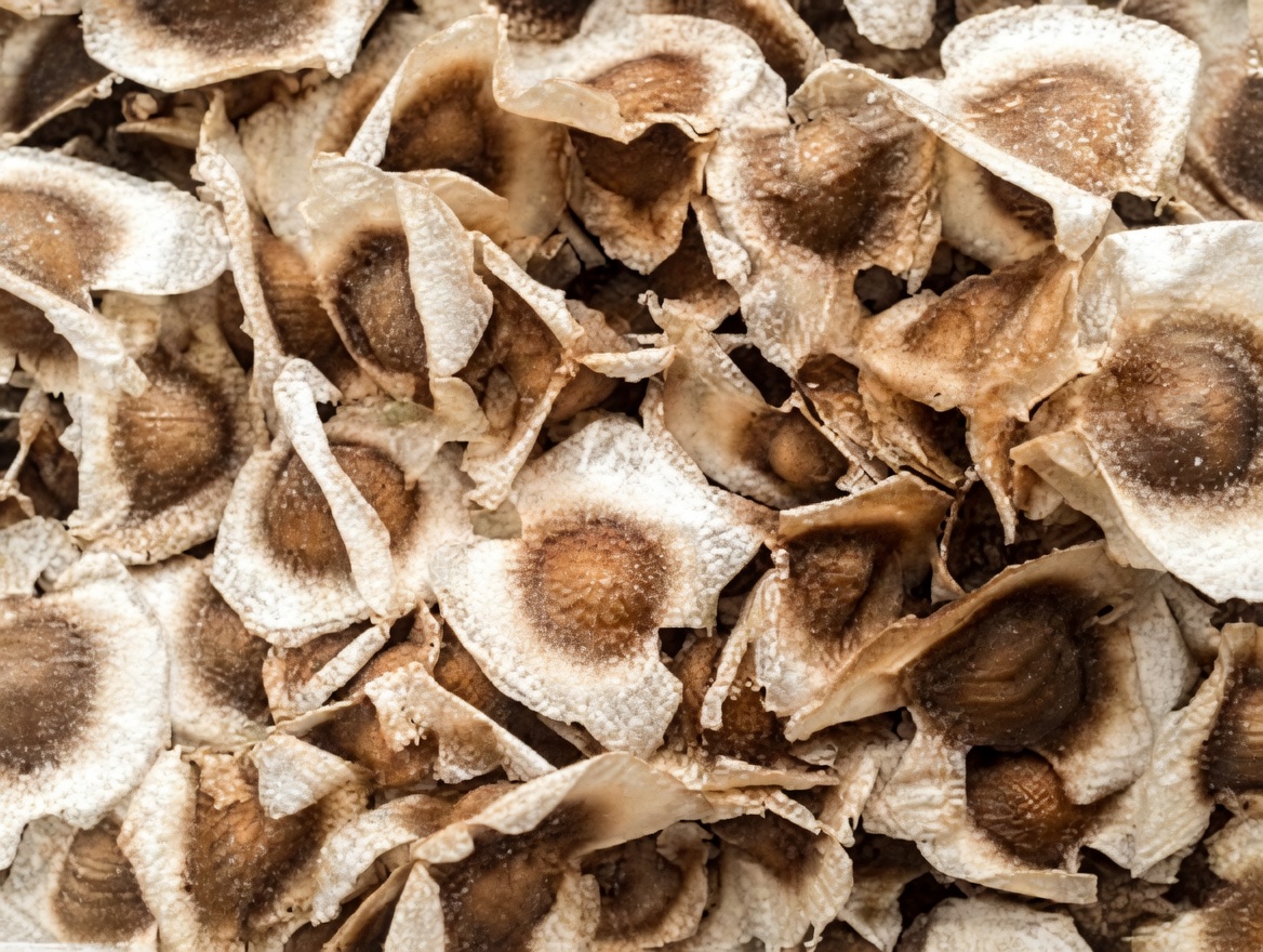 Desperte o Poder Oculto das Sementes de Moringa: 12 Benefícios que Transformam a Vida e que a Ciência Está Finalmente Confirmando