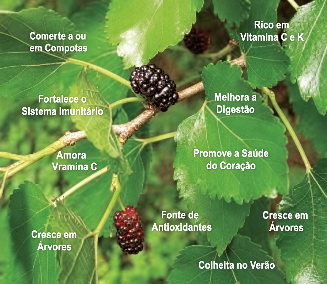 Uma Folha que Combate Diabetes, Pressão Alta, Dores no Corpo, Colesterol e Má Circulação — O Remédio Natural que Você Precisa!