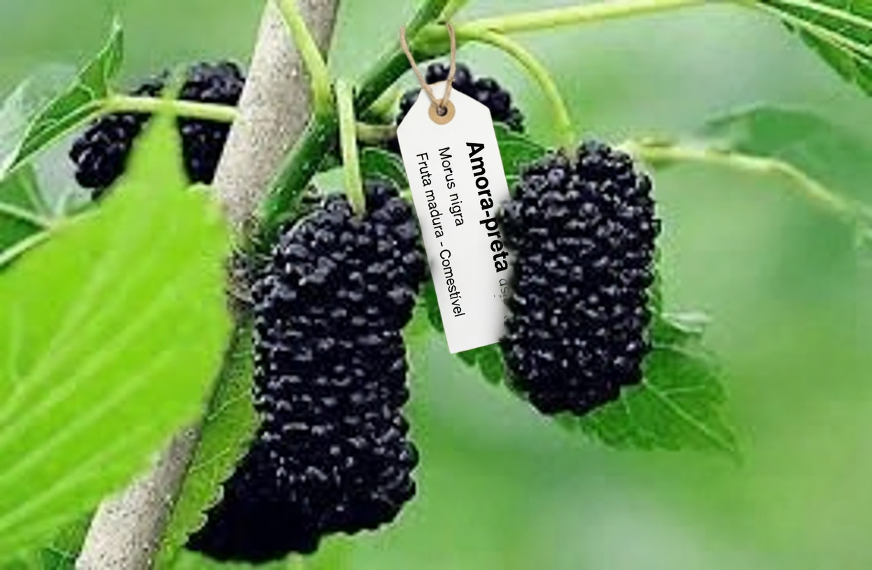 Uma Folha que Combate Diabetes, Pressão Alta, Dores no Corpo, Colesterol e Má Circulação — O Remédio Natural que Você Precisa!