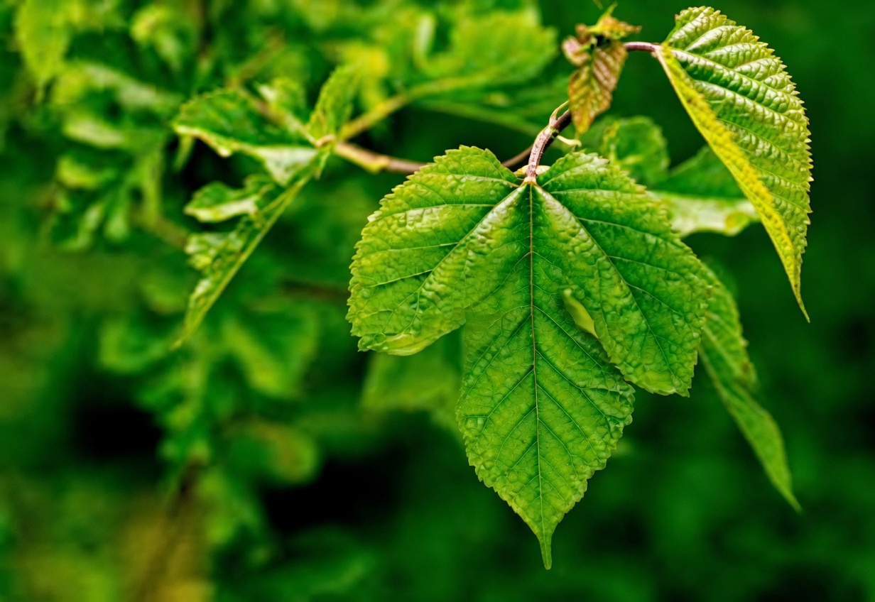 Uma Folha que Combate Diabetes, Pressão Alta, Dores no Corpo, Colesterol e Má Circulação — O Remédio Natural que Você Precisa!