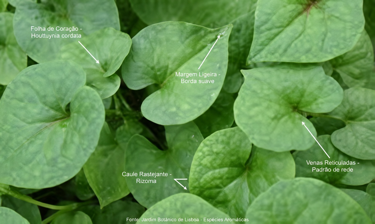 5 principais vegetais que podem naturalmente ajudar a reduzir os níveis de creatinina e melhorar a função renal (TFG)